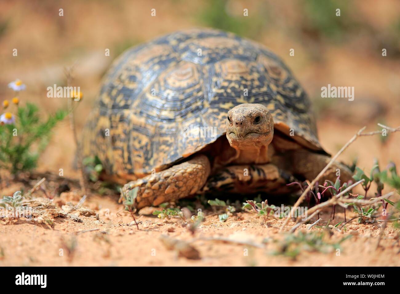 Leopard tortoise (Testudo pardalis), adult, Addo Elephant National Park ...