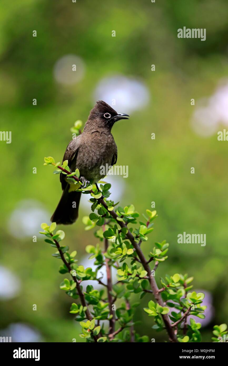 Cape Bulbul (Pycnonotus capensis), adult, singing, Addo Elephant National Park, Eastern Cape, South Africa Stock Photo