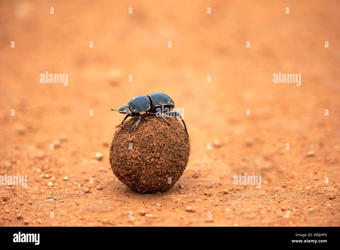 Dung beetle (Scarabaeus sacer), rolls ball of elephant dung, Addo Elephant National Park, Eastern Cape, South Africa Stock Photo