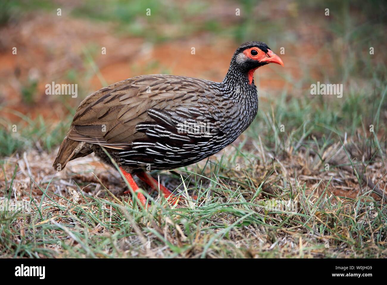 Red-necked spurfowl (Francolinus afer), adult, standing in the grass, Addo Elephant National Park, Eastern Cape, South Africa Stock Photo