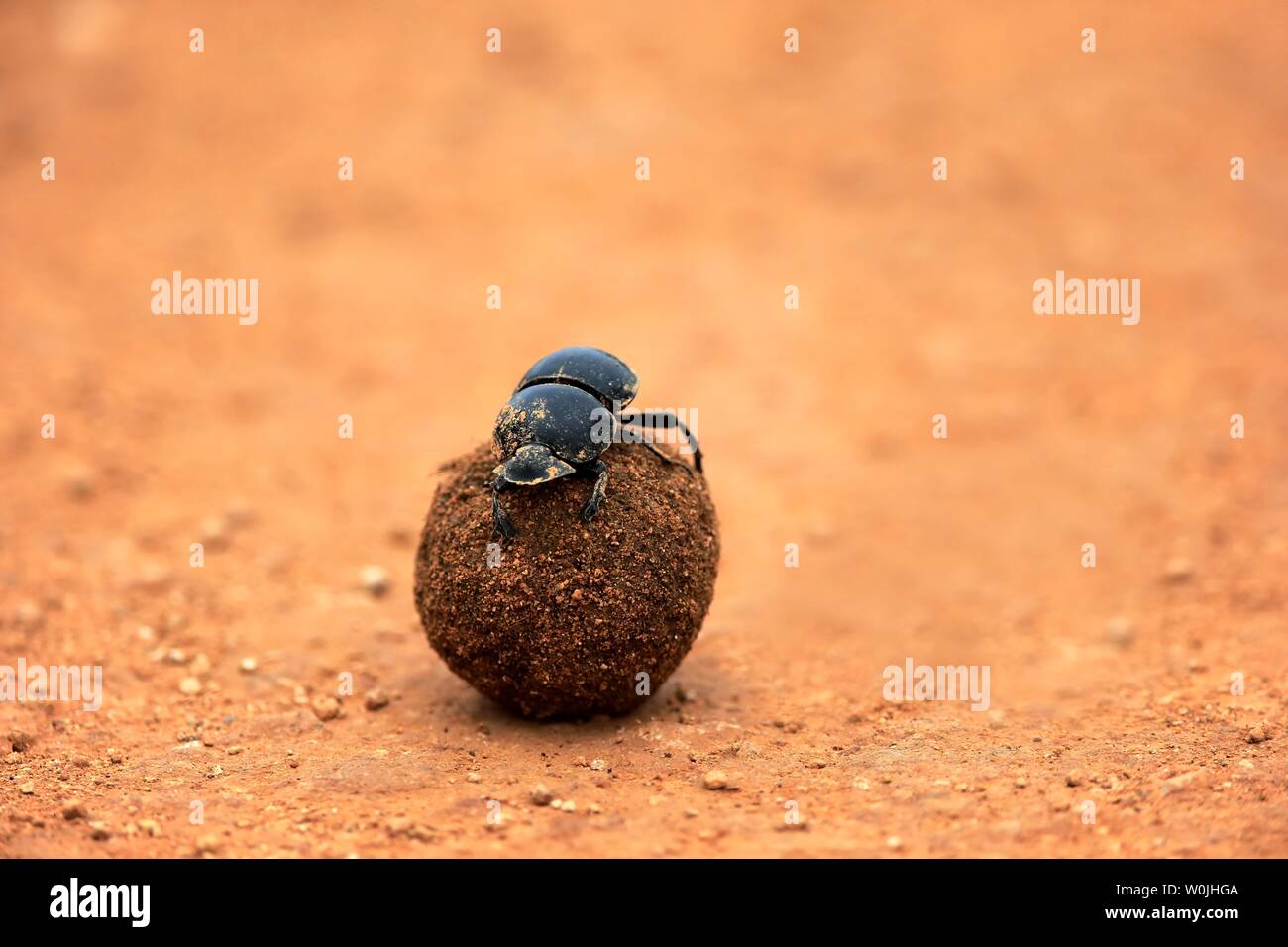 Dung beetle (Scarabaeus sacer), rolls ball of elephant dung, Addo Elephant National Park, Eastern Cape, South Africa Stock Photo