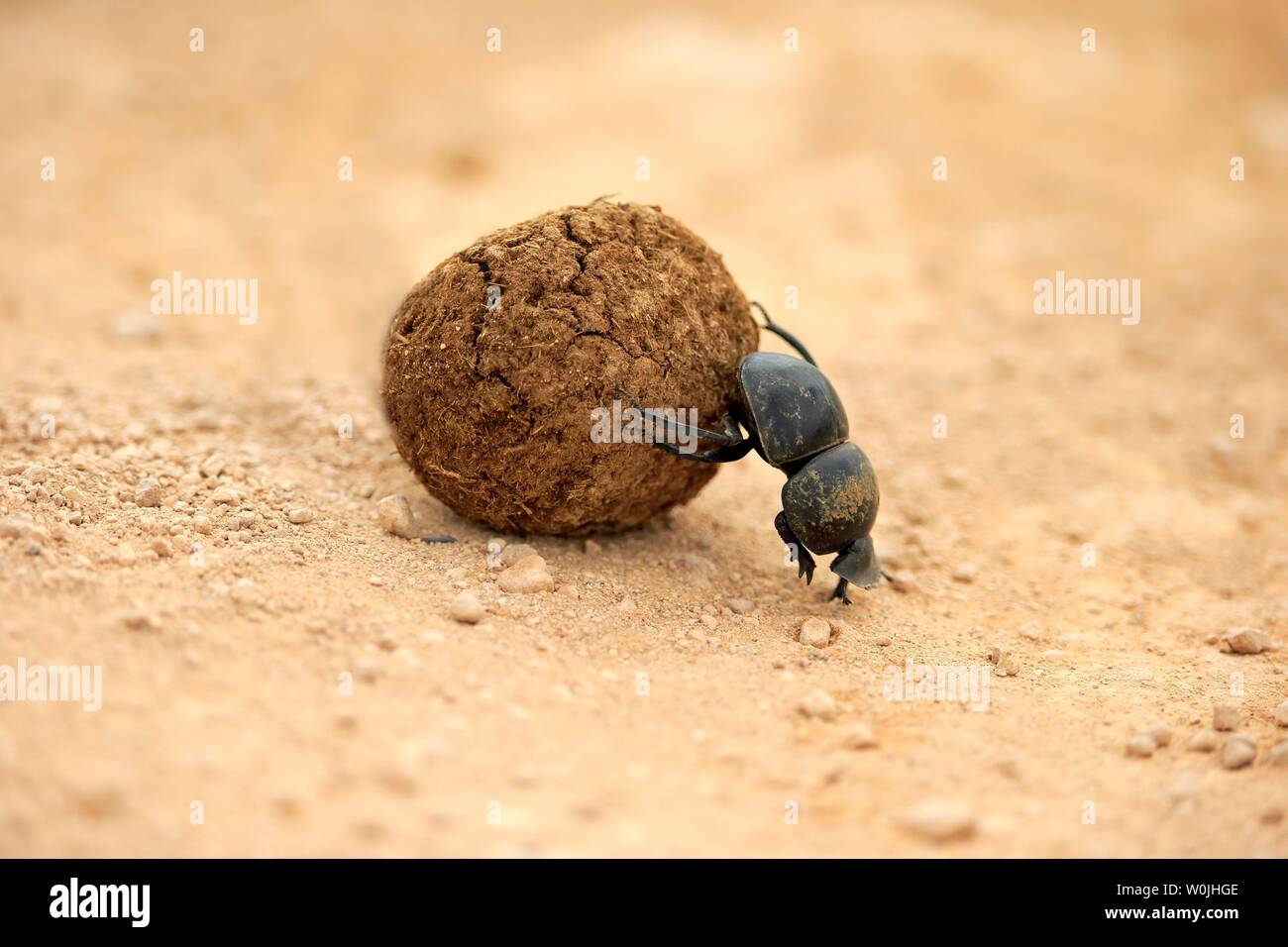 Dung beetle (Scarabaeus sacer), rolls ball of elephant dung, Addo Elephant National Park, Eastern Cape, South Africa Stock Photo