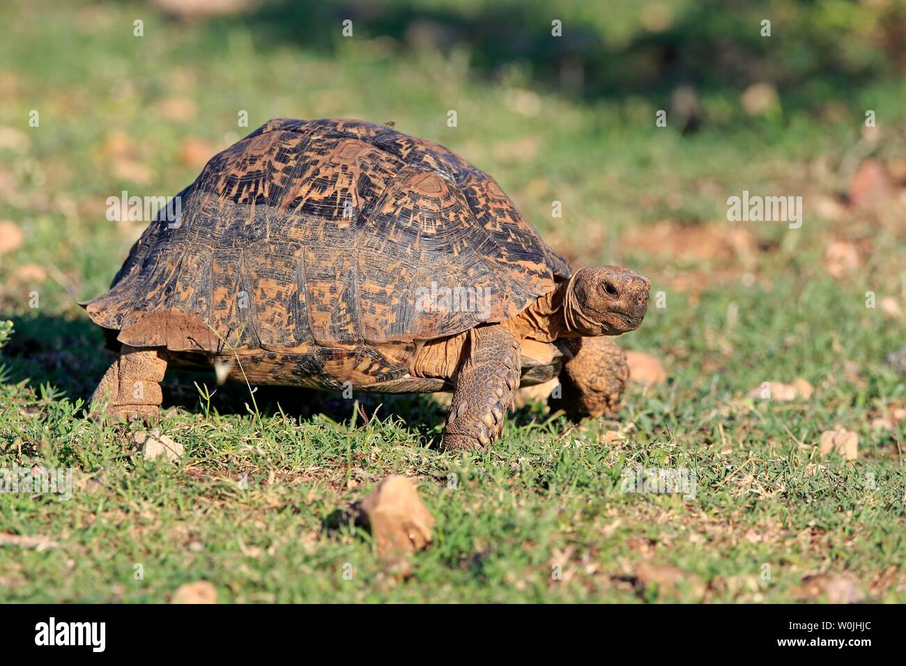 Leopard tortoise (Testudo pardalis), adult, Addo Elephant National Park ...