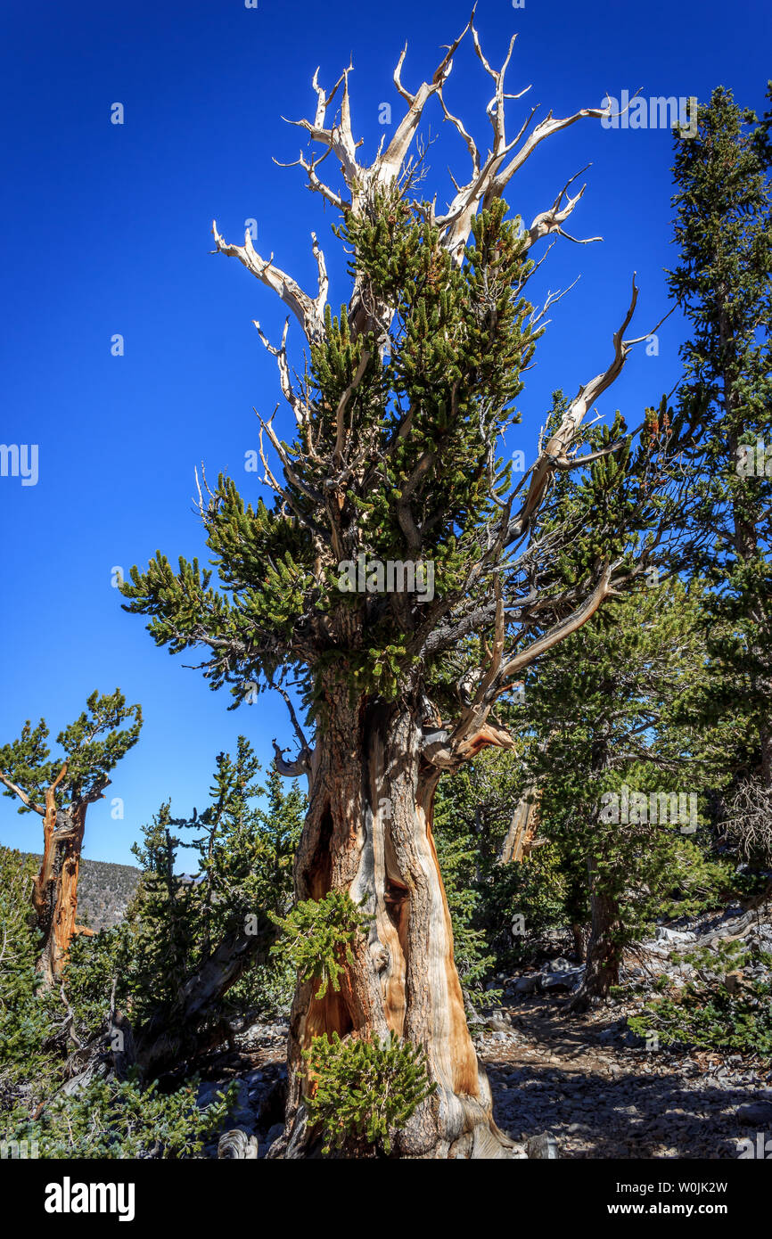 A living Bristlecone pine along the trail on Wheeler Peak, Great Basin National Park, Nevada, USA Stock Photo