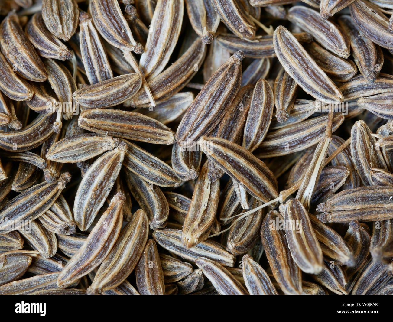 Close-up of Caraway Seeds, Carum carvi, Food Background Stock Photo - Alamy