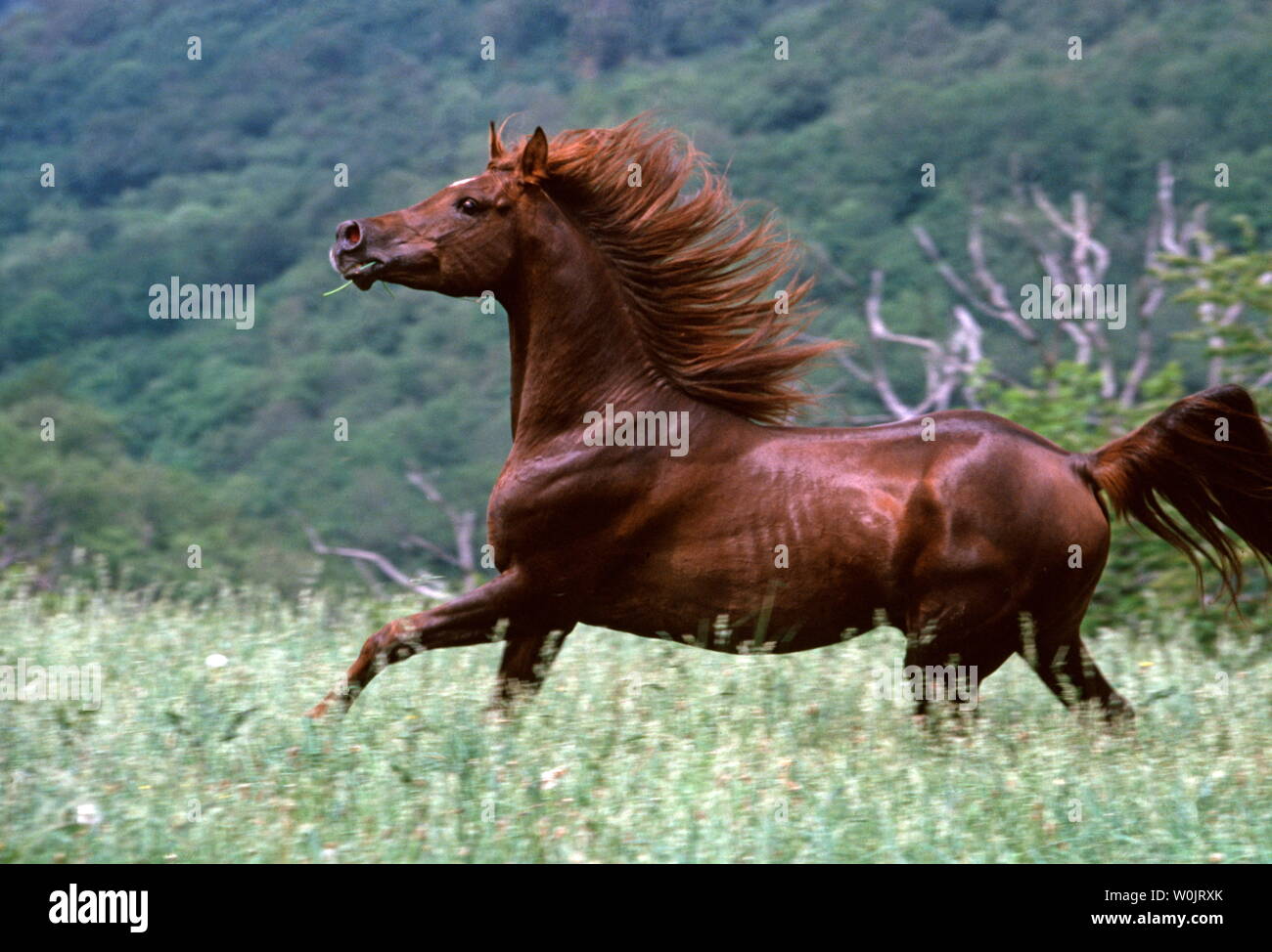 ARABIAN HORSES Stock Photo