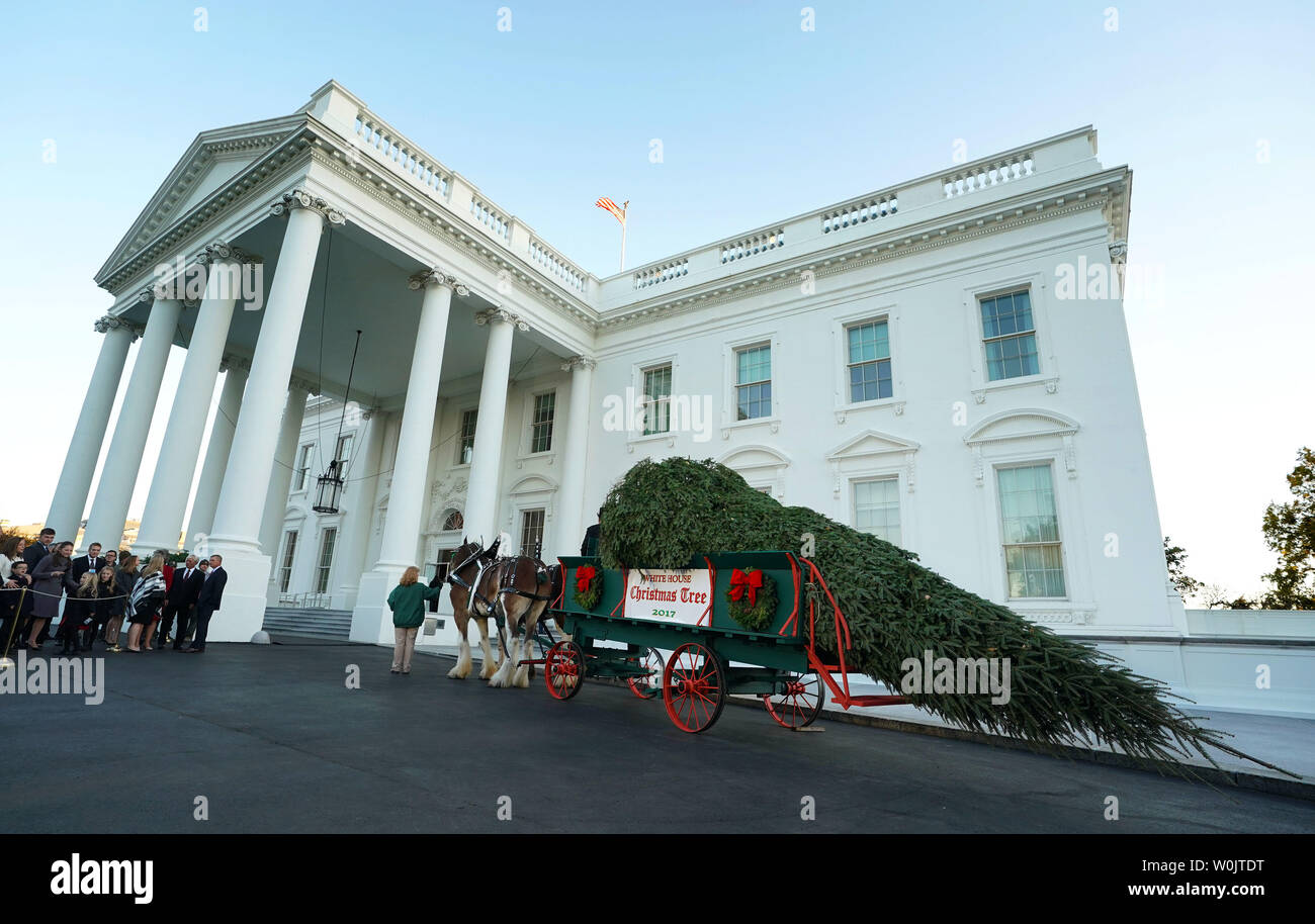 The official White House Christmas tree arrives at the White House on ...