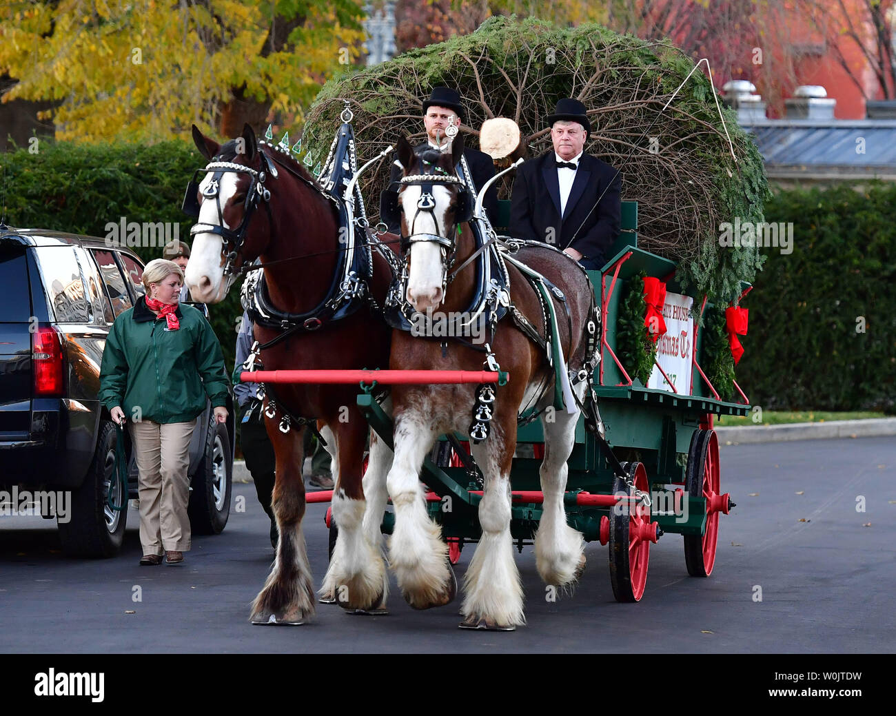 The official White House Christmas tree arrives at the White House on ...