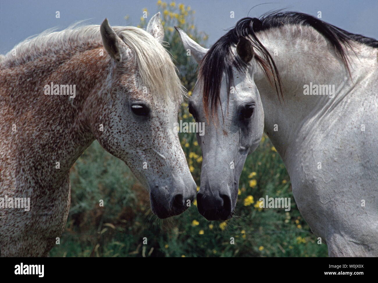 ARABIAN HORSES Stock Photo