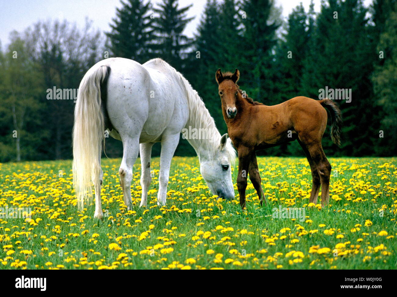 ARABIAN HORSES Stock Photo