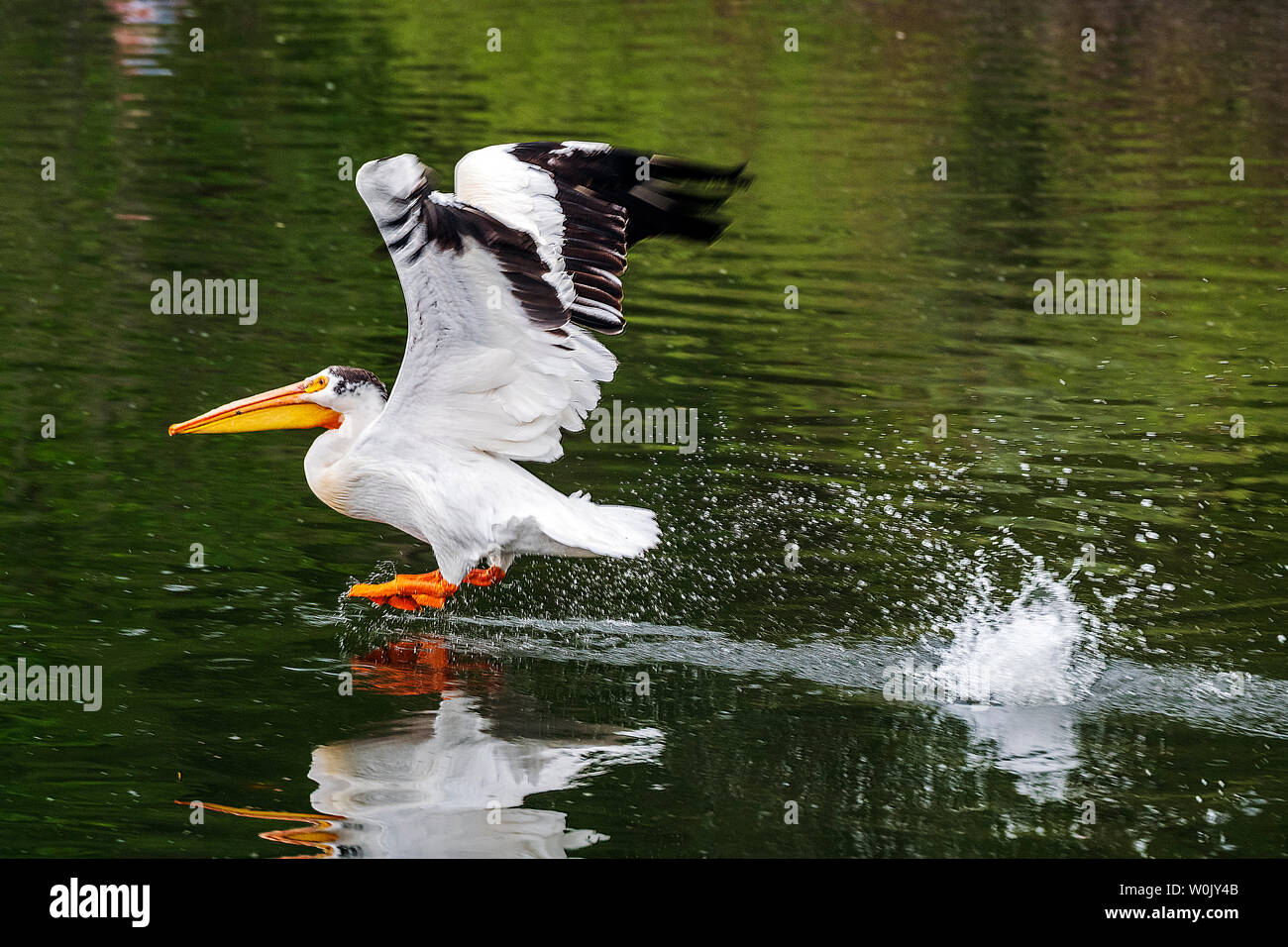 American White Pelican takiing off from Sands Lake State Wildlife Area; Salida; Colorado; USA Stock Photo