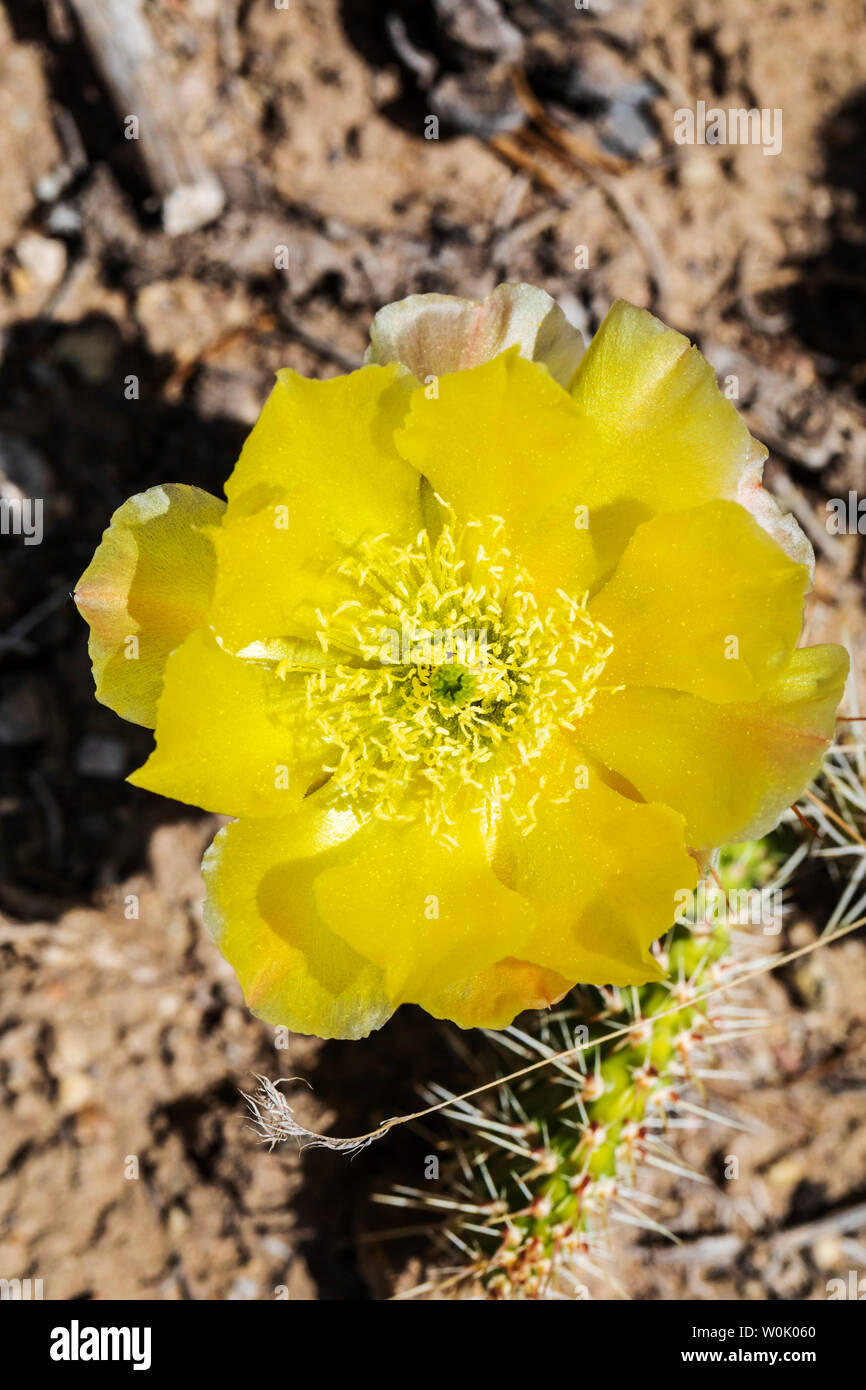 Opuntia polyacantha; Pricklypear Cactus; Cactaceae; Cactus; wildflowers ...