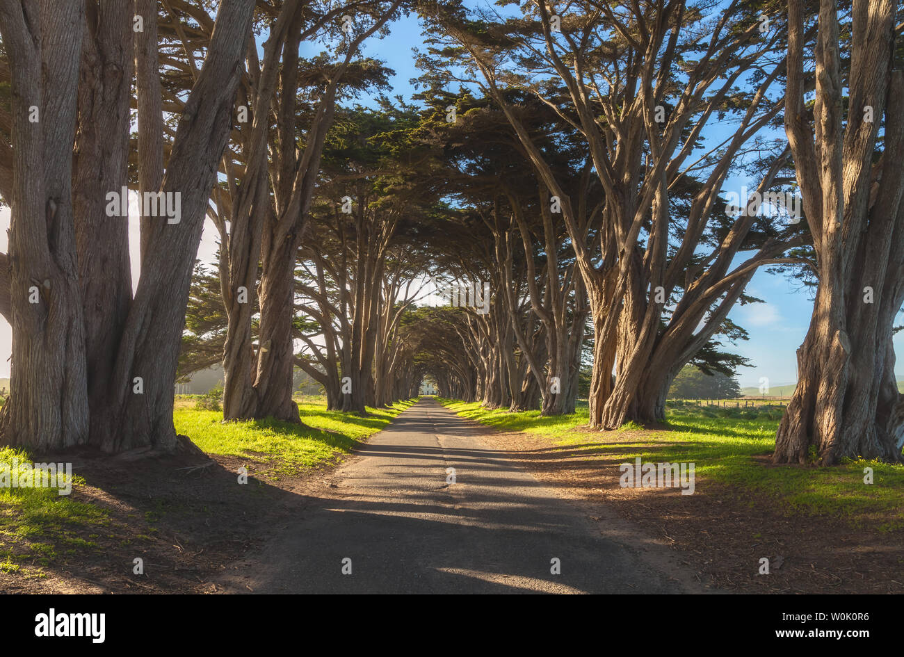 Cypress trees tunnel, Point Reyes National Seashore, California, United States, in evening Stock Photo