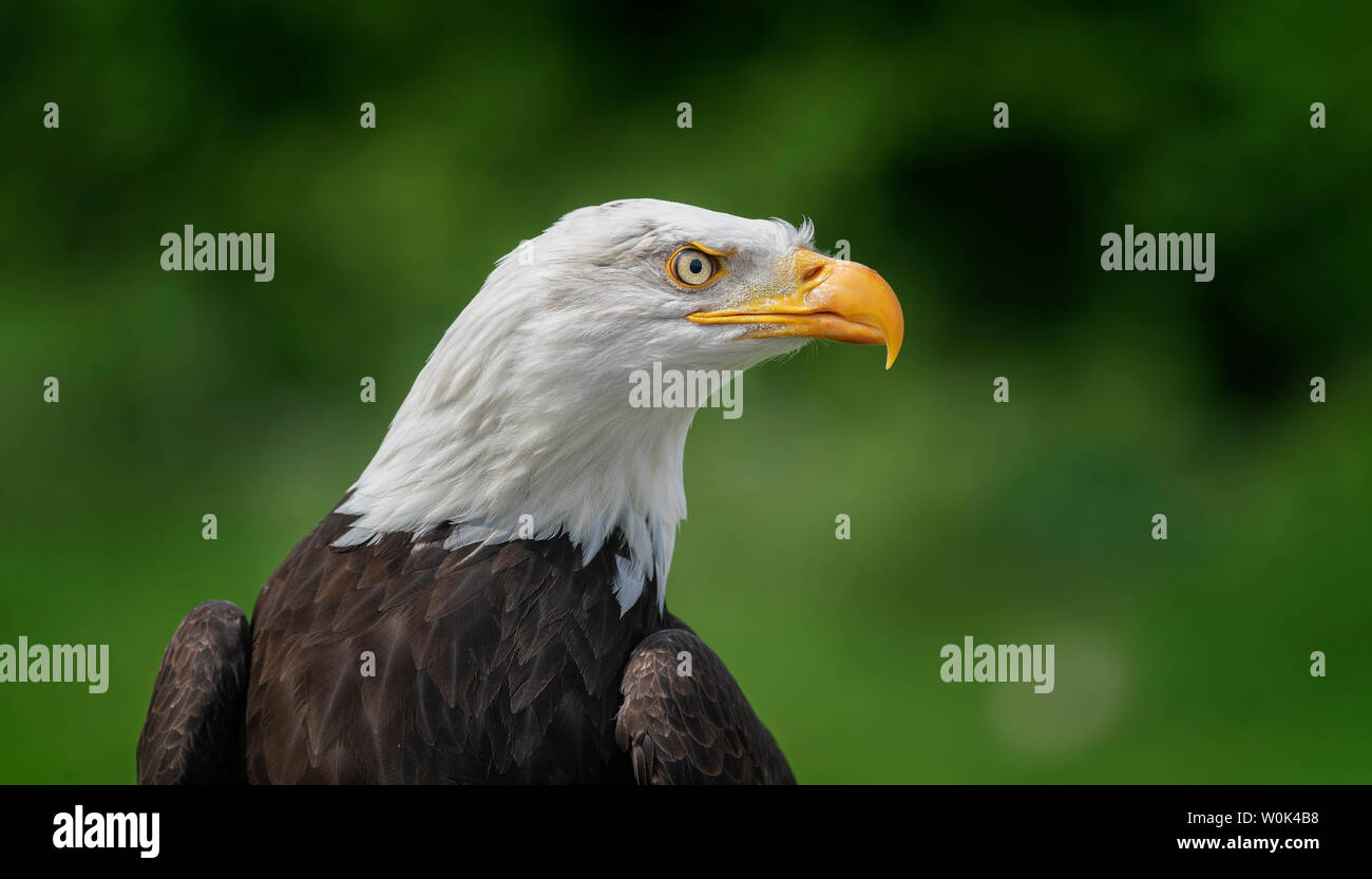 The Biggest Eagle Ever Recorded