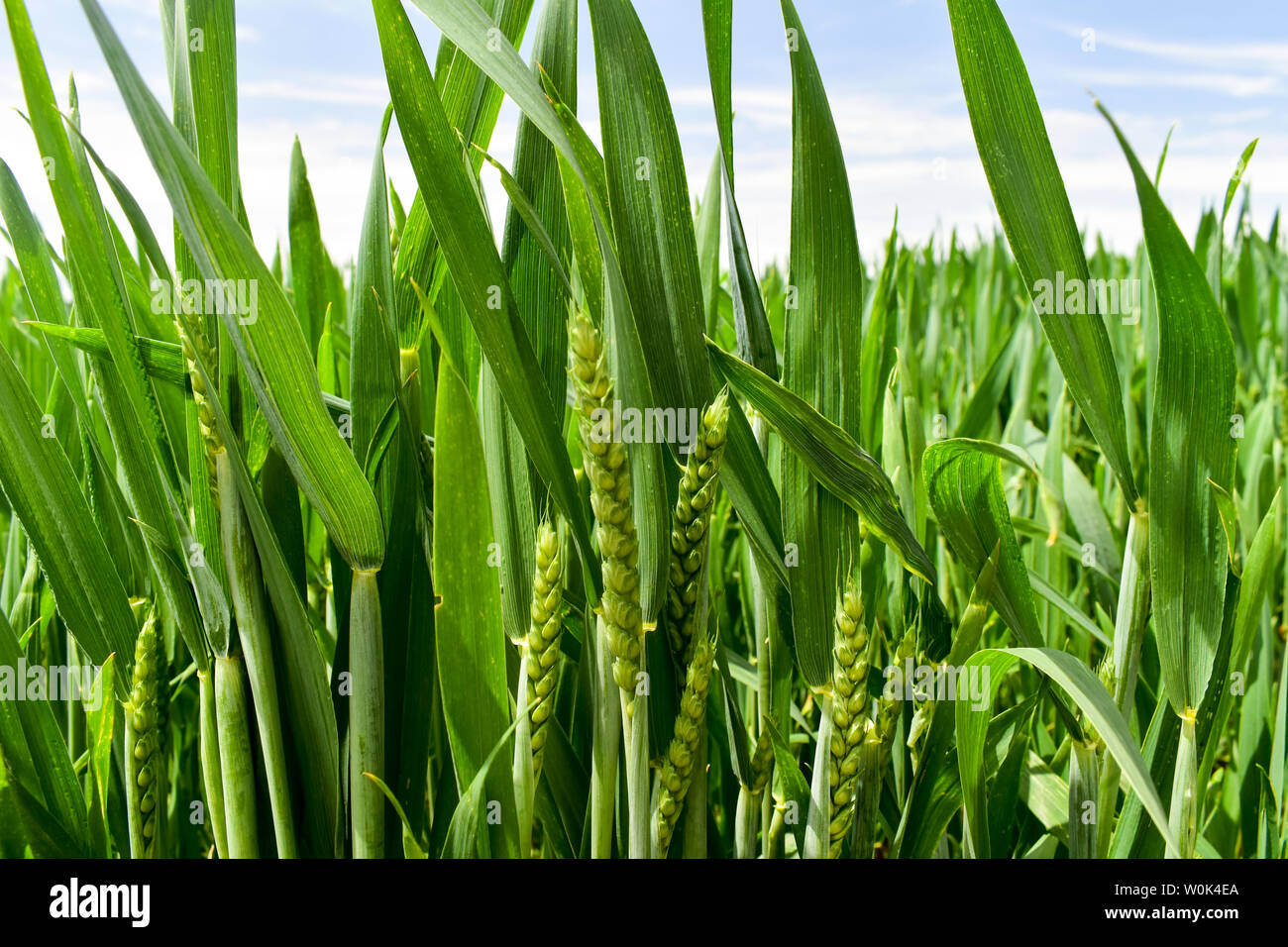 Young green wheat growing in early summer. Stock Photo