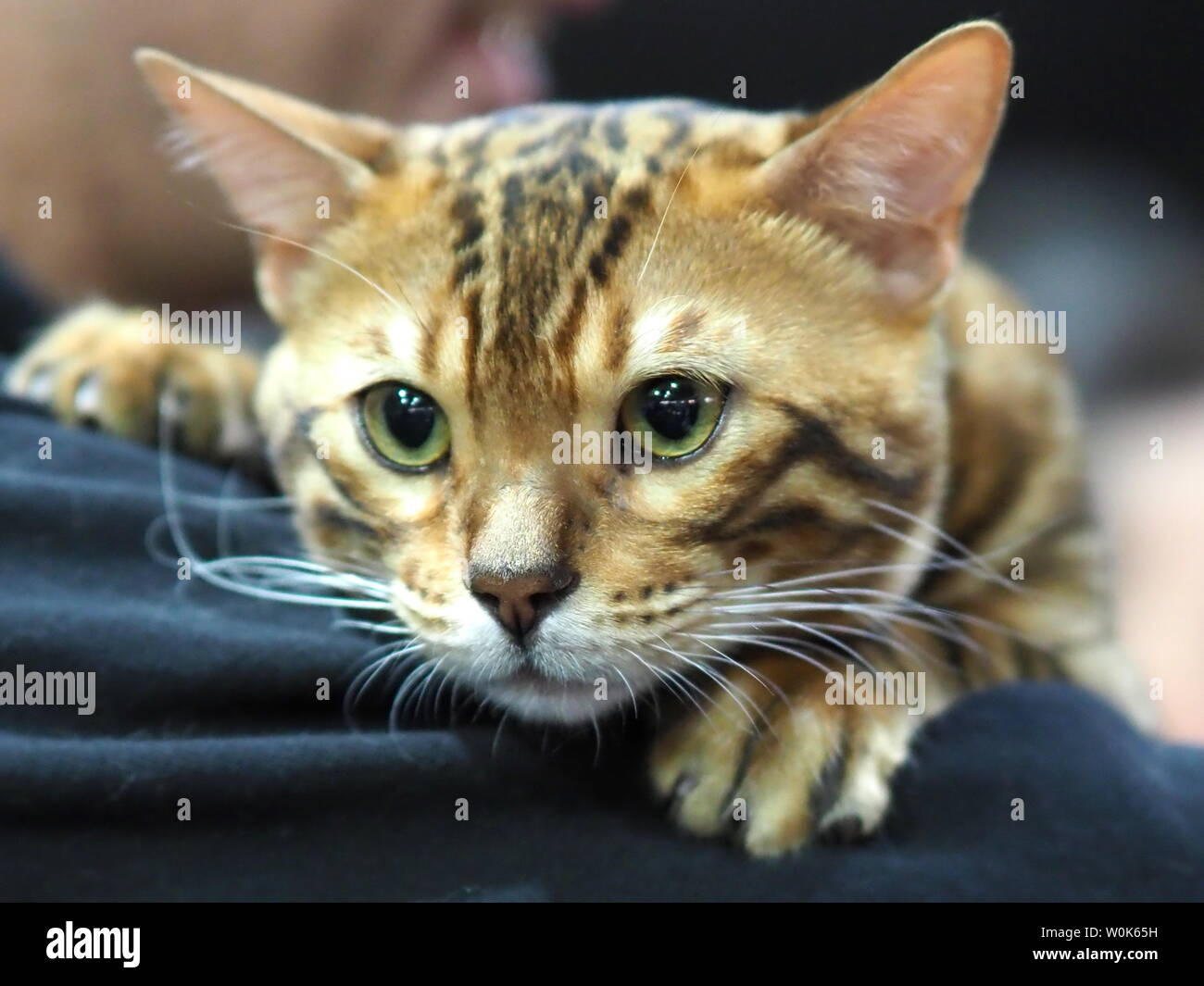 May 2019 – Face of A Pedigree Cat - Bengal Cat Stock Photo