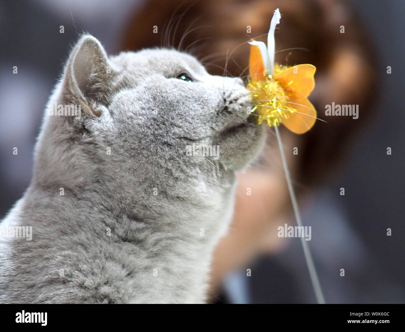 May 2019 – Face of a Pedigree Cat – British Grey Shorthair Looking Straight at The Camera Stock Photo