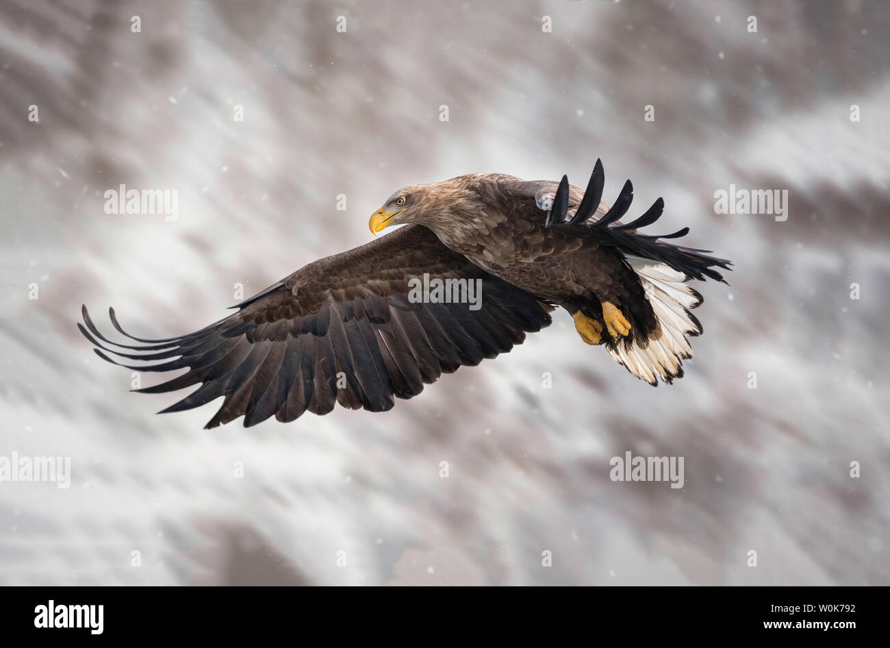 Biggest sea eagle portrait of an eagle hi-res stock photography and ...