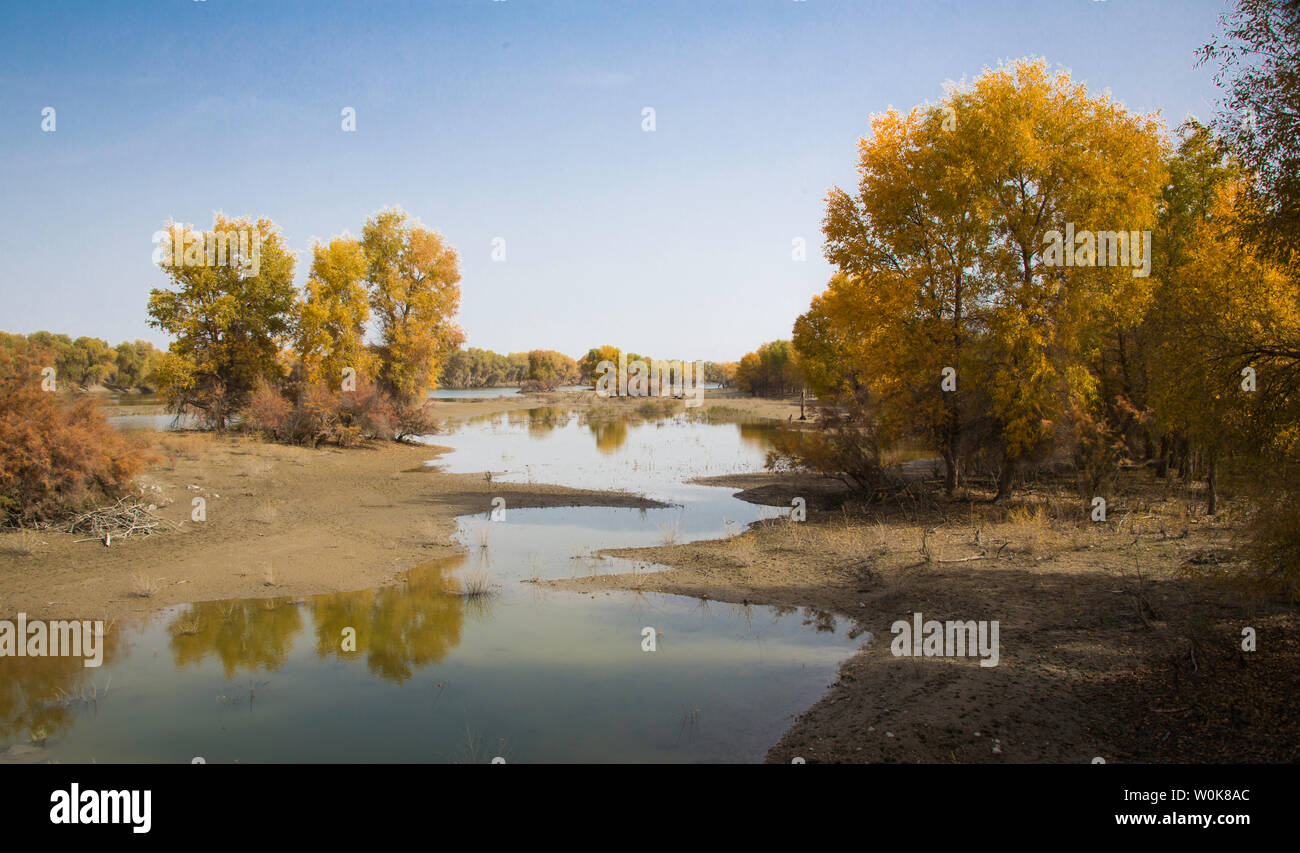 Hu Yang Lin of the Tarim River in Runtai, Xinjiang Stock Photo