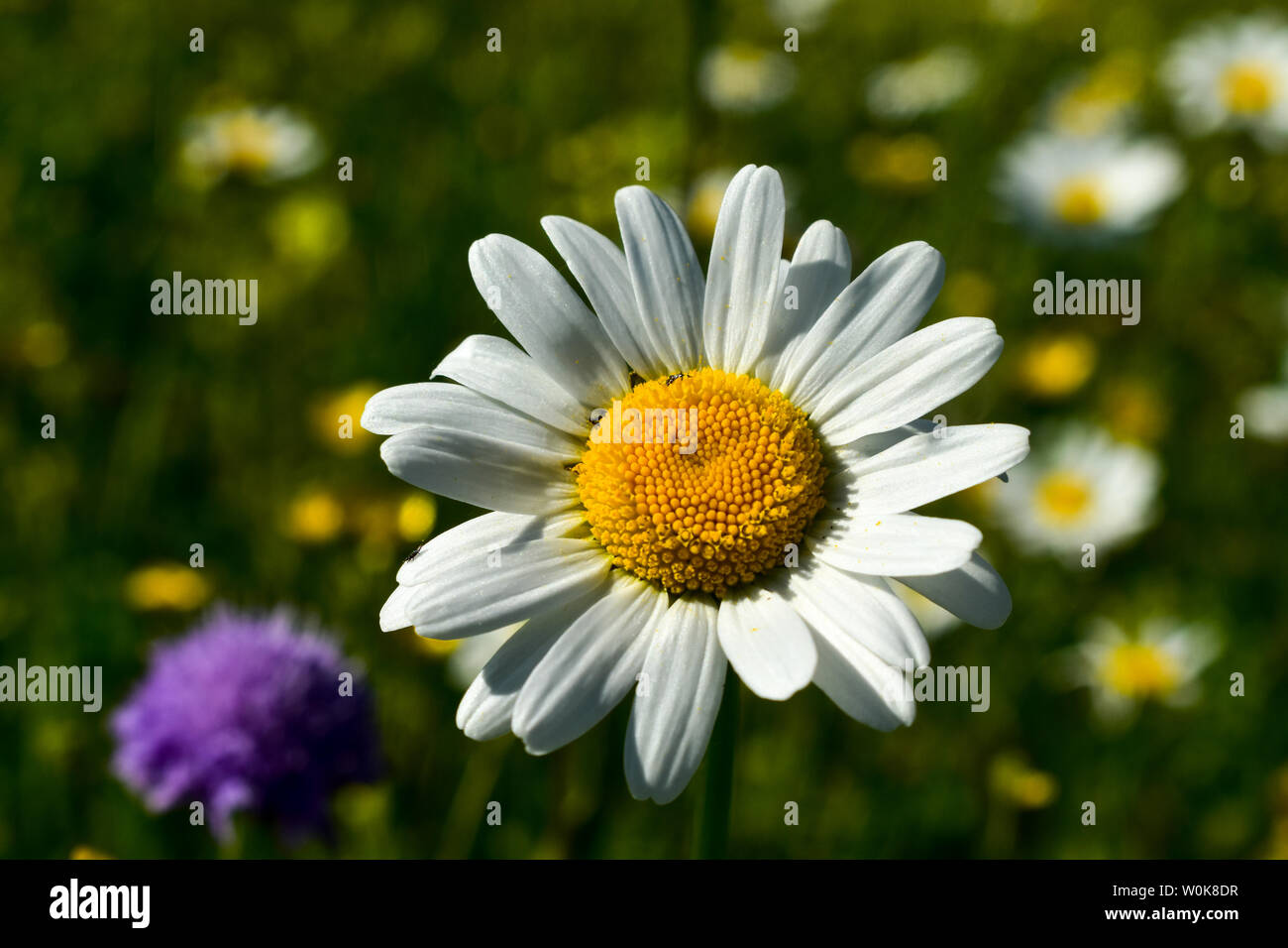 Marguerite flower or Oxeye daisy (Leucanthemum vulgare). Stock Photo