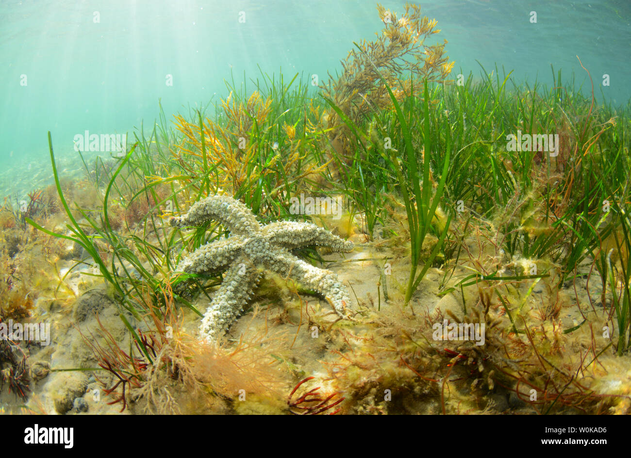 Spiny starfish on a a seagrass bed in Wales Stock Photo