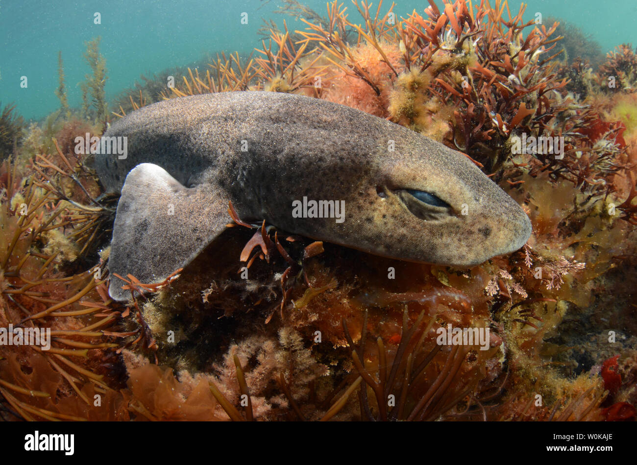 Small spotted catshark underwater in Wales Stock Photo