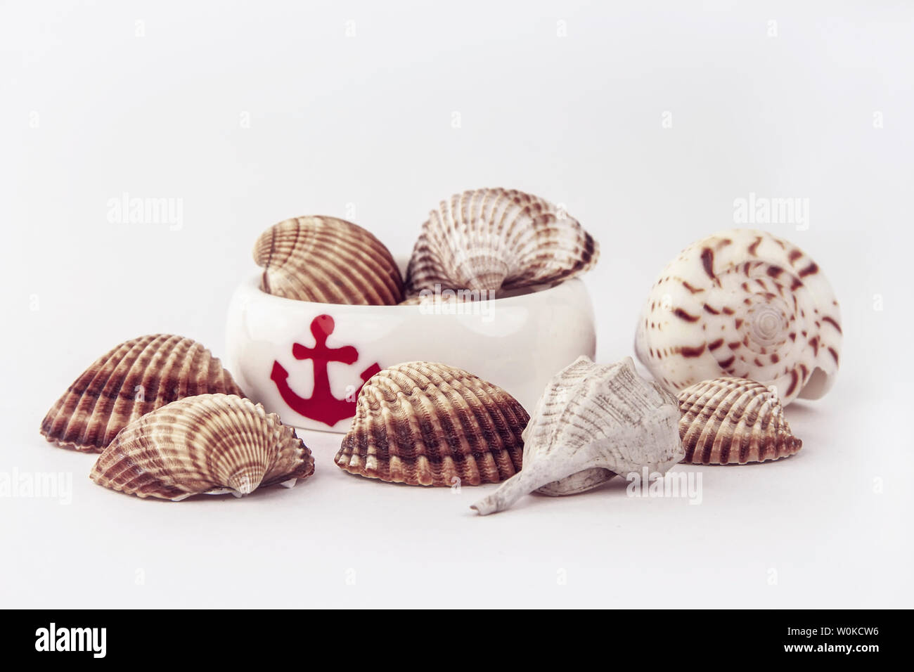 Seashells collection. Summer nautical composition of sea shells. Stock  Photo by zhenny-zhenny