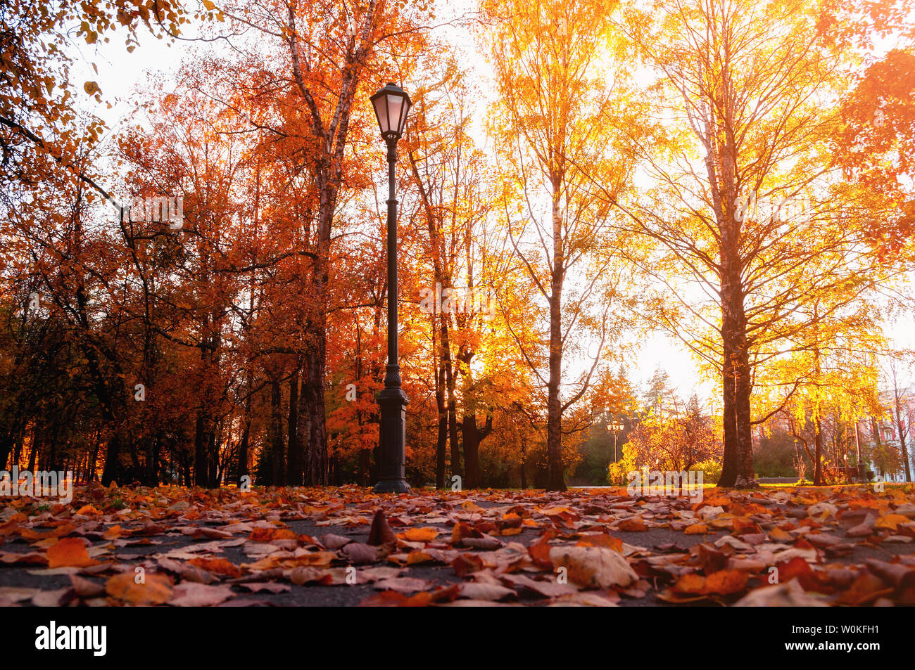 Autumn city landscape. Autumn trees in sunny fall park lit by sunshine and fallen maple leaves on the foreground. Autumn city park scene Stock Photo