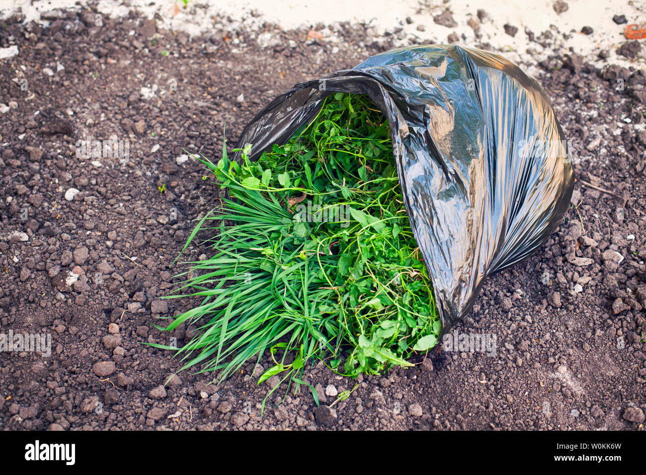 Black plastic bag with weeds on the ground. Closeup Stock Photo Alamy