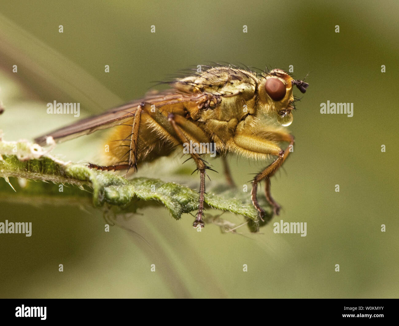 Cow Dung Wet Fly High Resolution Stock Photography and Images - Alamy