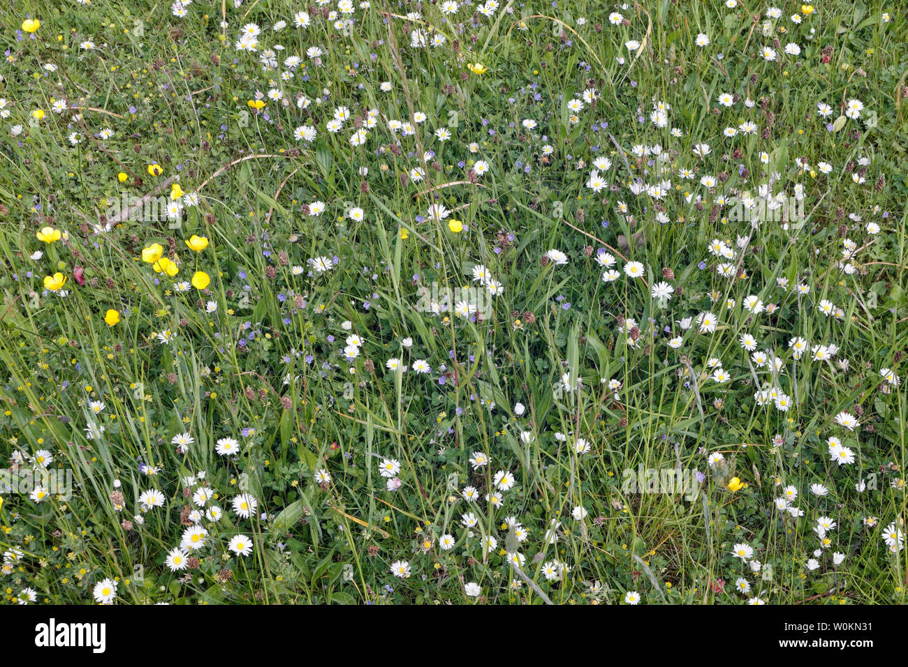wild flower meadow in field Stock Photo