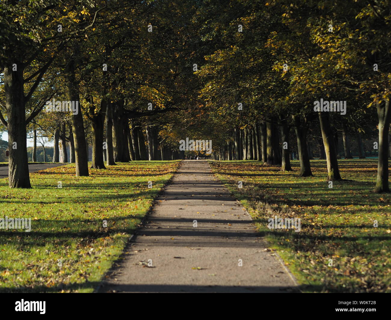 Pathway covered in leaves hi-res stock photography and images - Alamy