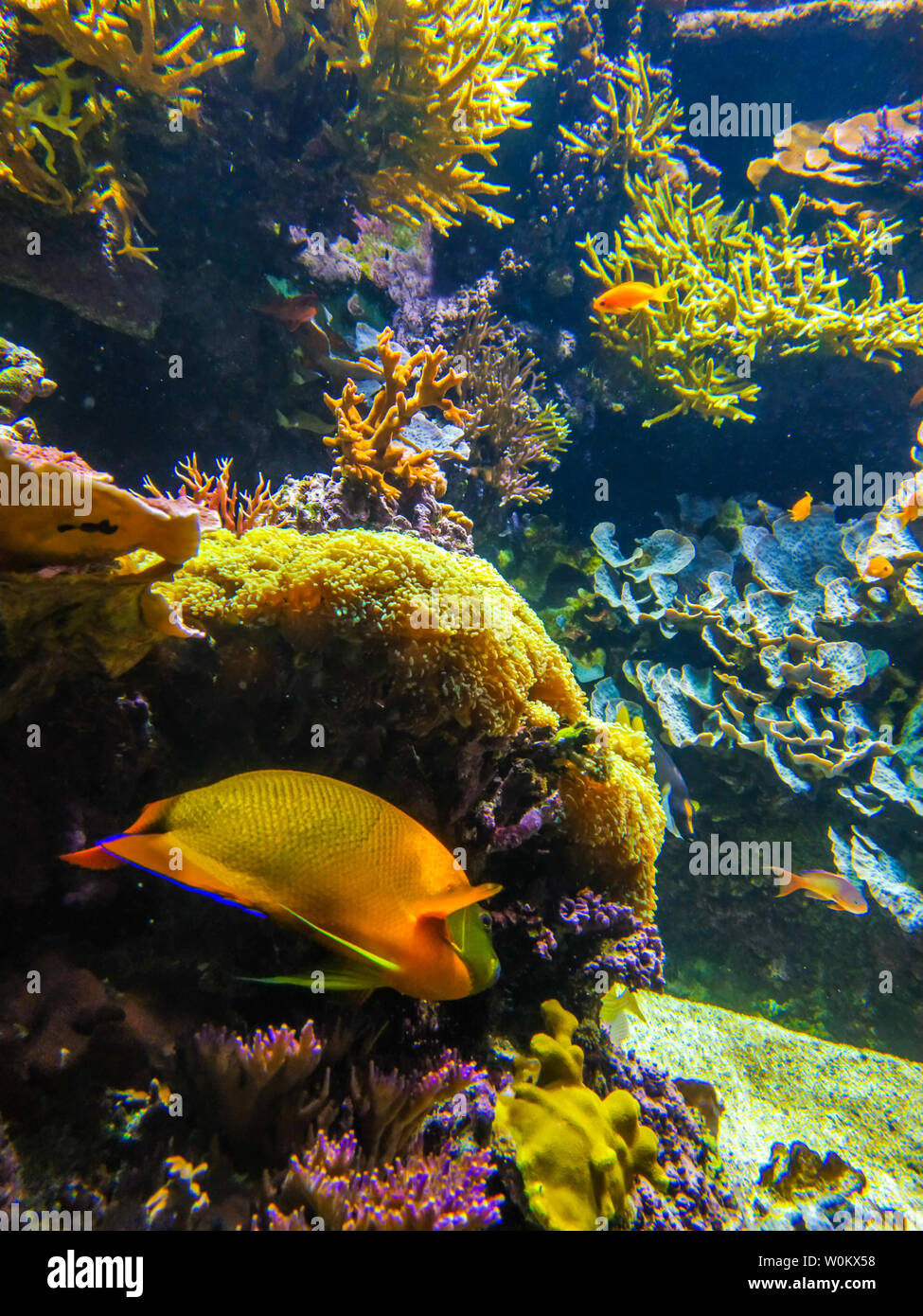 Underwater landscape with coral reef and fish. The aquarium inhabitants of the underwater world in the Aquarium de La Rochelle, France Stock Photo