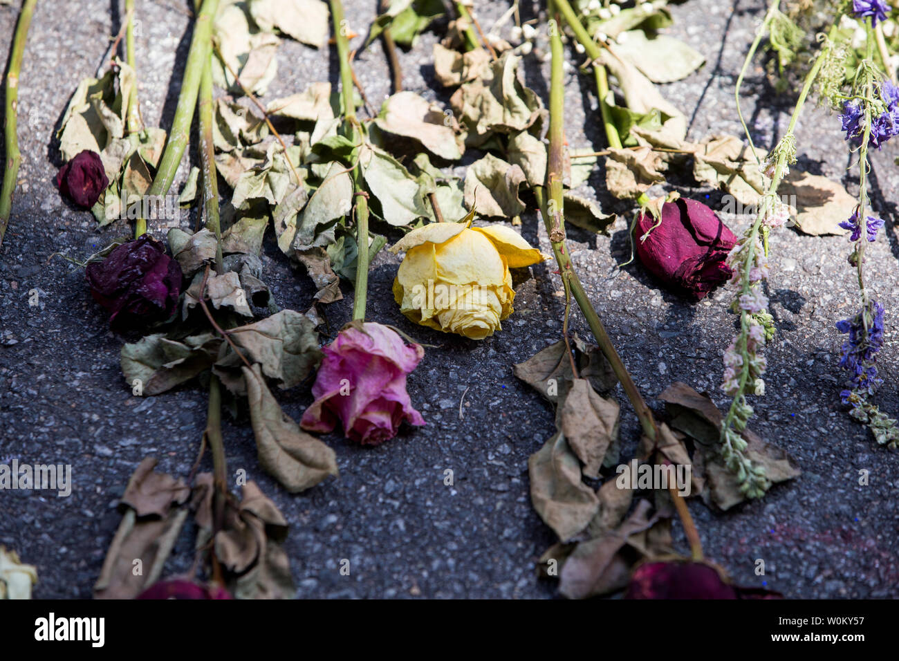 Thousands of flowers and messages cover the street in a makeshift memorial at the site where Heather Heyer was killed last weekend when a car hit a group of people protesting against a rally of white supremacists in Charlottesville, VA on August 17, 2017. White Nationalists and Neo-Nazi's protested in Charlottesville this past weekend over a planned removal of a statue of confederate general Robert E. Lee. Photo by Erin Schaff/UPI Stock Photo