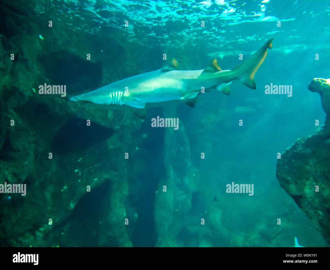 Sharks area of Aquarium de La Rochelle, France Stock Photo