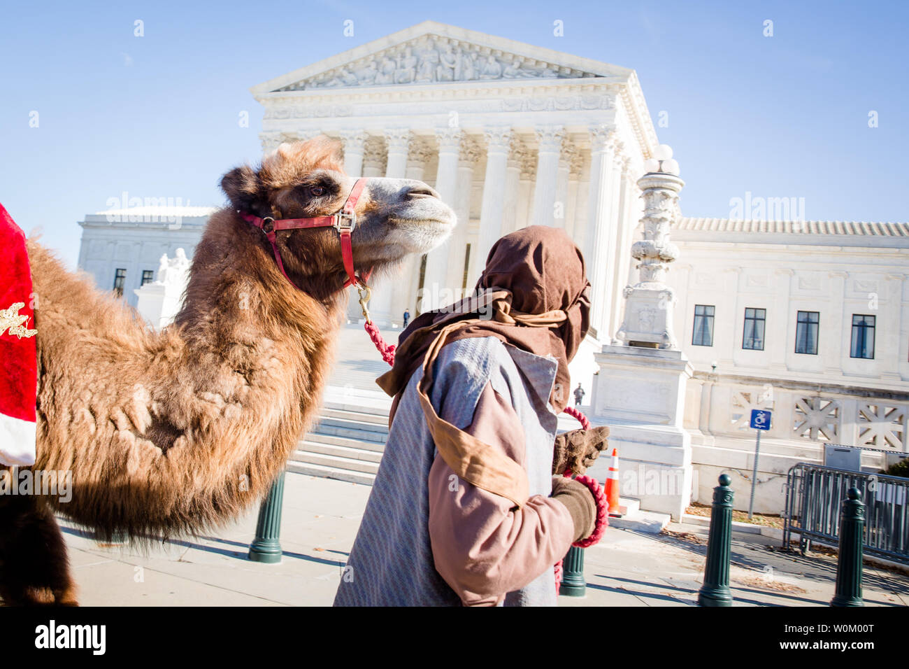 An actor portraying a shepherd leads a camel past the Supreme Court ...