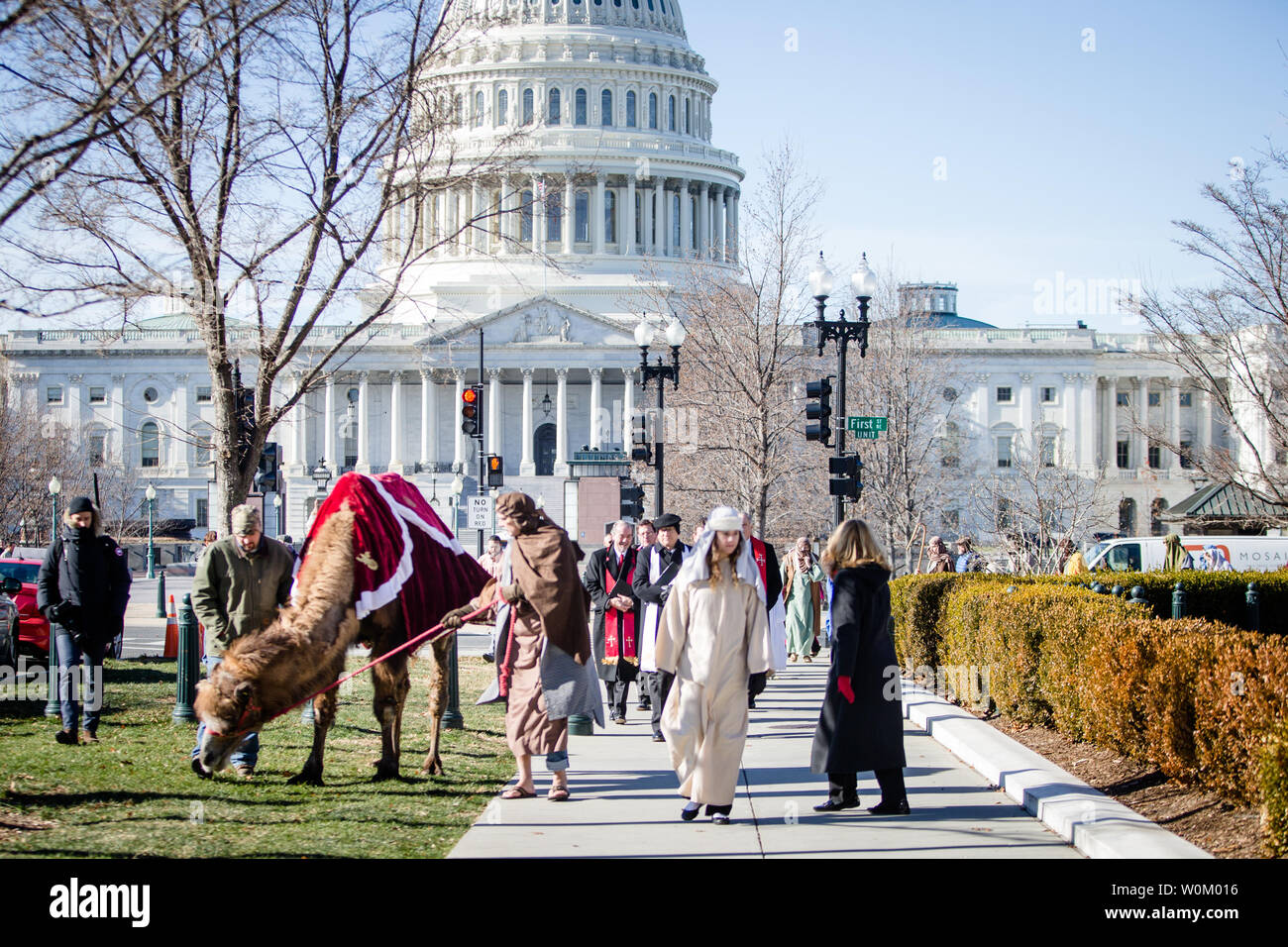 A camel stops to eat some grass in front of the Capitol building during ...