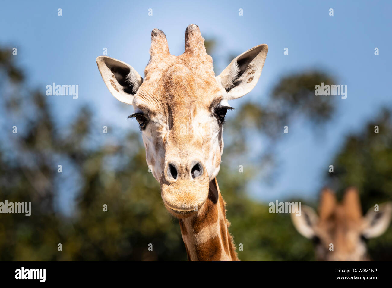 Giraffe hanging out in the sun Stock Photo Alamy