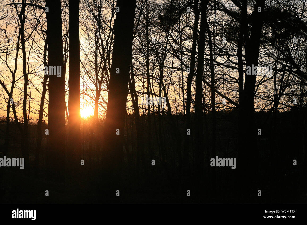 Sun lights on germany north forest background fine art in high quality