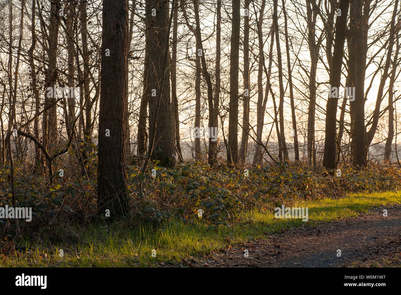 Forest sun lights on germany north forest background fine art in high