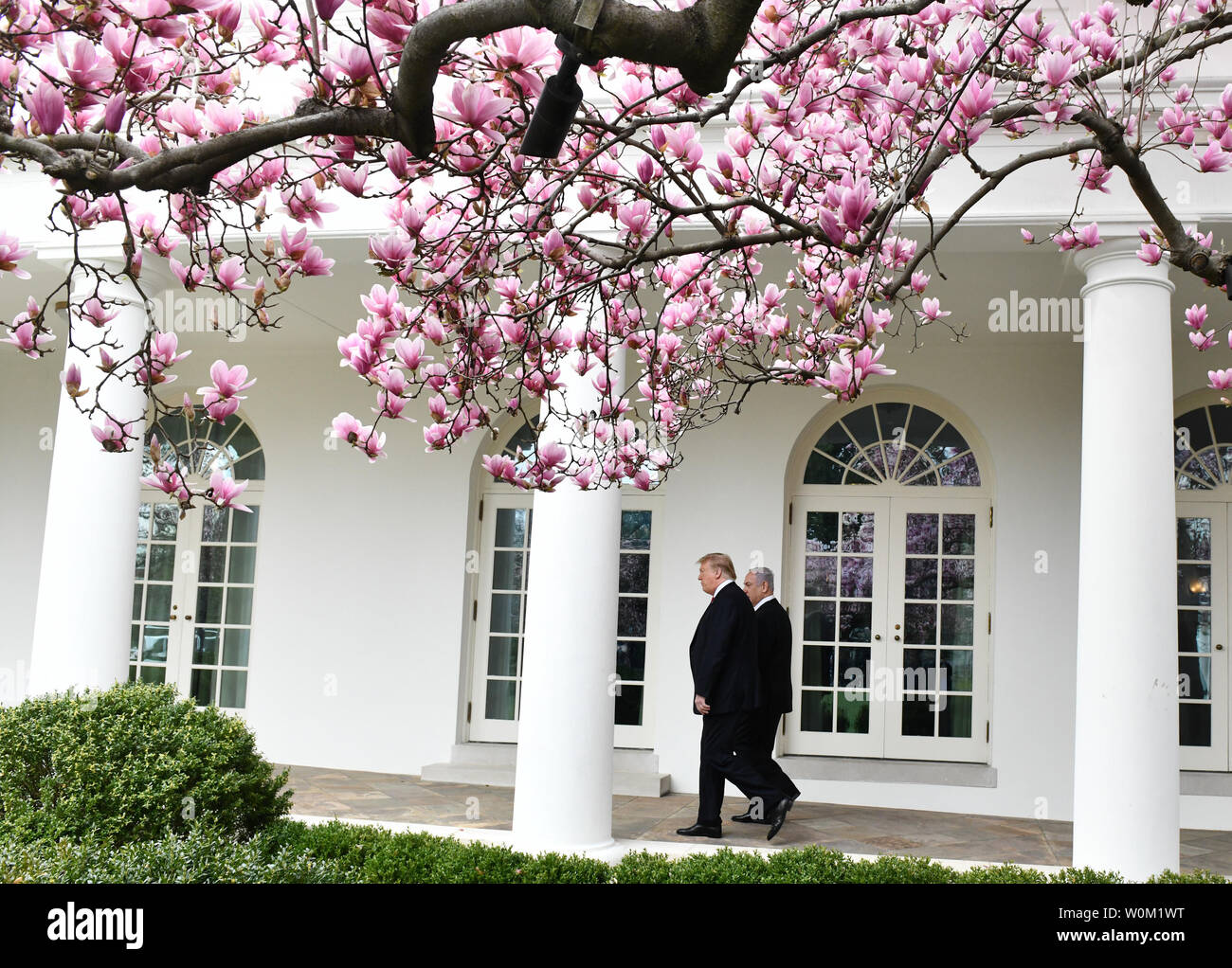 Magnolia Blossoms bloom as President Donald Trump (R) walks with Israeli Prime Minister Benjamin Netanyahu along the Colonnade to the  Oval Office of the White House in Washington, DC on March 25, 2019.  The leaders signed an agreement on the Golan Heights recognizing it as Israeli Territory during a one-day visit.    Photo by Pat Benic/UPI Stock Photo