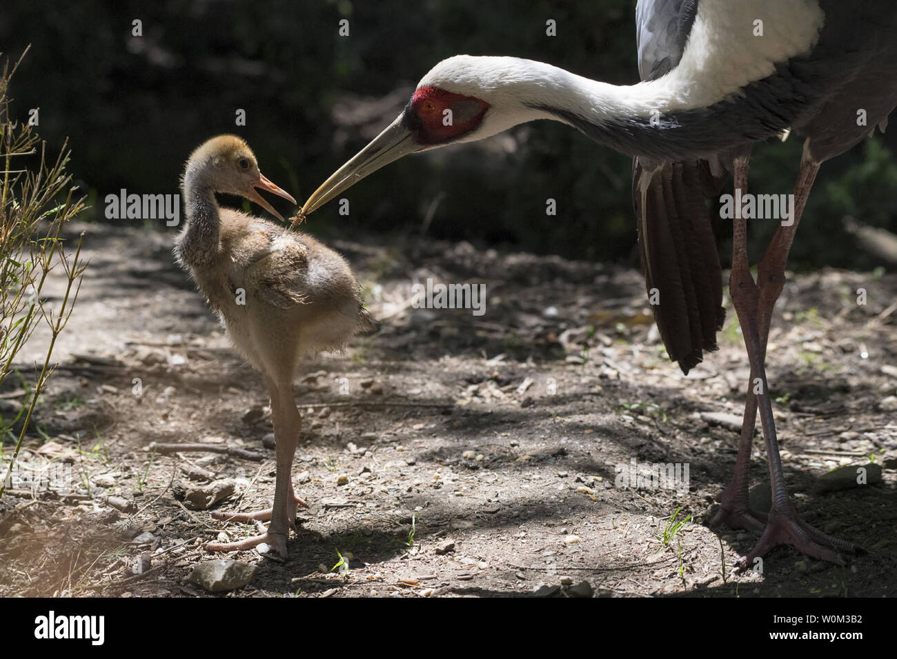 Korea central zoo hi-res stock photography and images