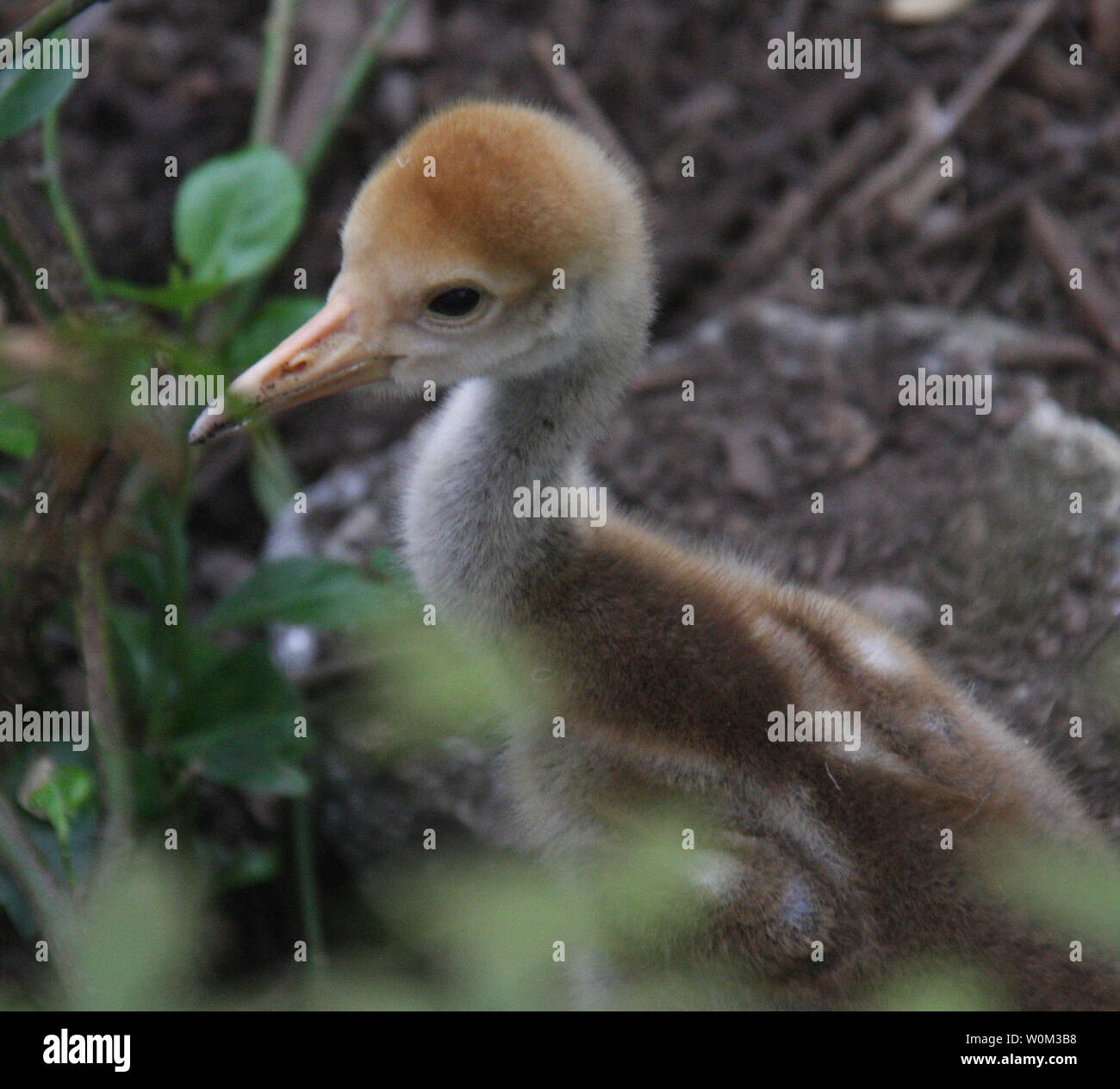 A white-naped crane chick which hatched on April 29 at the Wildlife Conservation Society's (WSC) Central Park Zoo made its public debut on May 24, 2017. The WCS breeds white-naped cranes as part of the Species Survival Plan (SSP), a cooperative breeding program designed to enhance the genetic viability of animal populations in zoos and aquariums accredited by the Association of Zoos and Aquariums. White-naped cranes are a migratory species native to East Asia including China, Russia, Japan, North and South Korea, and Mongolia. They are classified as 'Vulnerable' by the International Union for Stock Photo