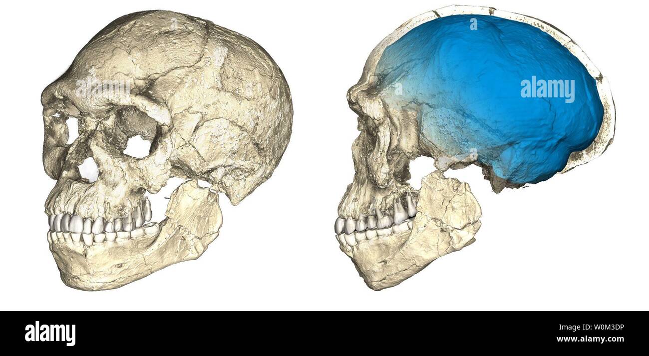 The first of our kind. Two views of a composite reconstruction of the earliest known Homo sapiens fossils from Jebel Irhoud (Morocco) based on micro computed tomographic scans of multiple original fossils. Dated to 300 thousand years ago these early Homo sapiens already have a modern-looking face that falls within the variation of humans living today. However, the archaic-looking virtual imprint of the braincase (blue) indicates that brain shape, and possibly brain function, evolved within the Homo sapiens lineage. The Max Planck Institute for Evolutionary Anthropology announced their find on Stock Photo