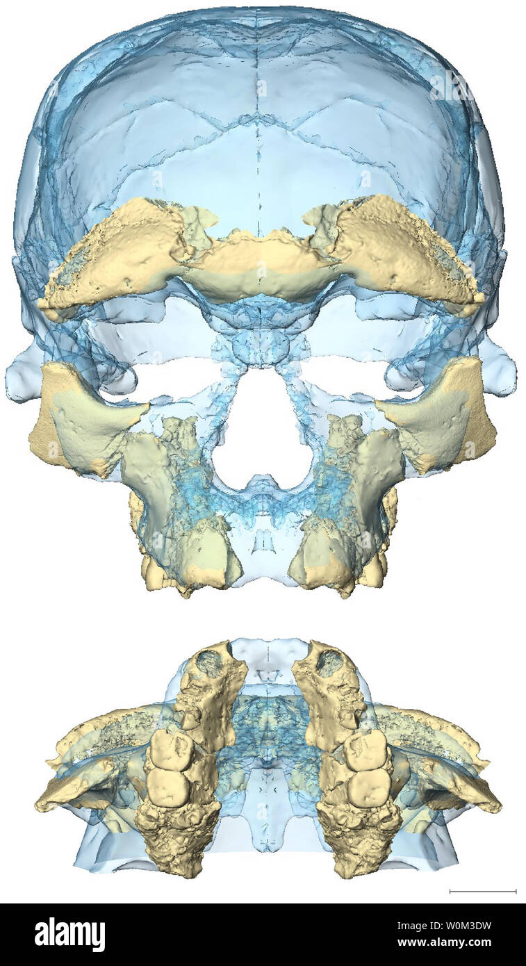 The First Of Our Kind Two Views Of The Irhoud 10 Face Several Reconstructions Of The Second Hominin Face Discovered At The Irhoud Site Can Be Proposed All These Reconstructions Enter The