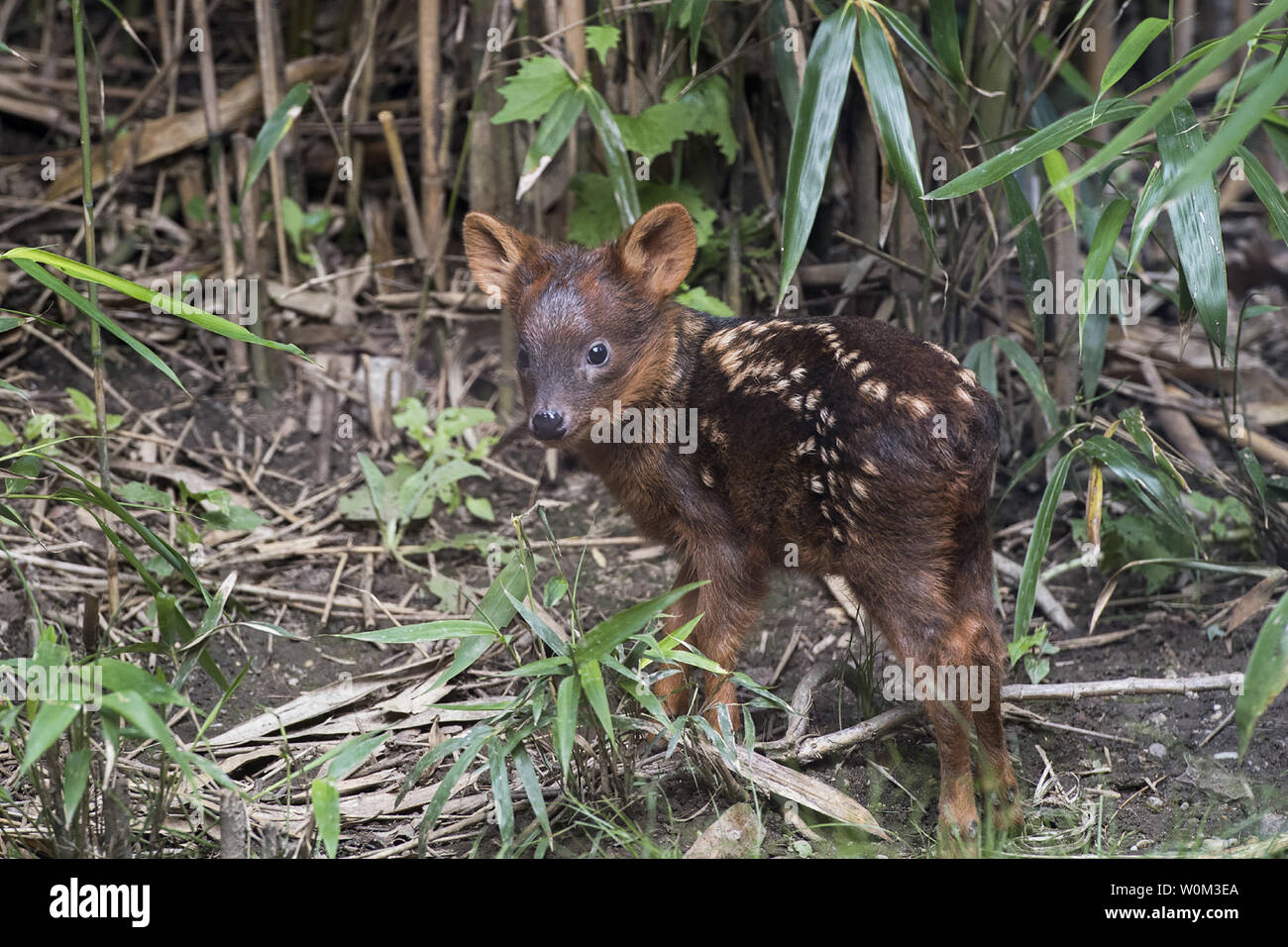 A southern pudu fawn (Pudu puda) - the world's smallest deer species - was  born at the WCS's (Wildlife Conservation Society) Queens Zoo. The Queens  Zoo has seen substantial success with its