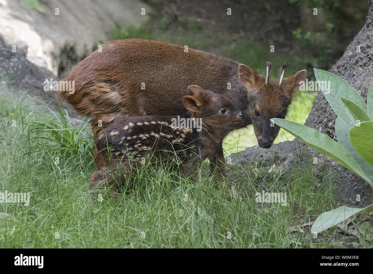 A Southern Pudu Fawn (Pudu Puda) - The World's Smallest Deer Species ...