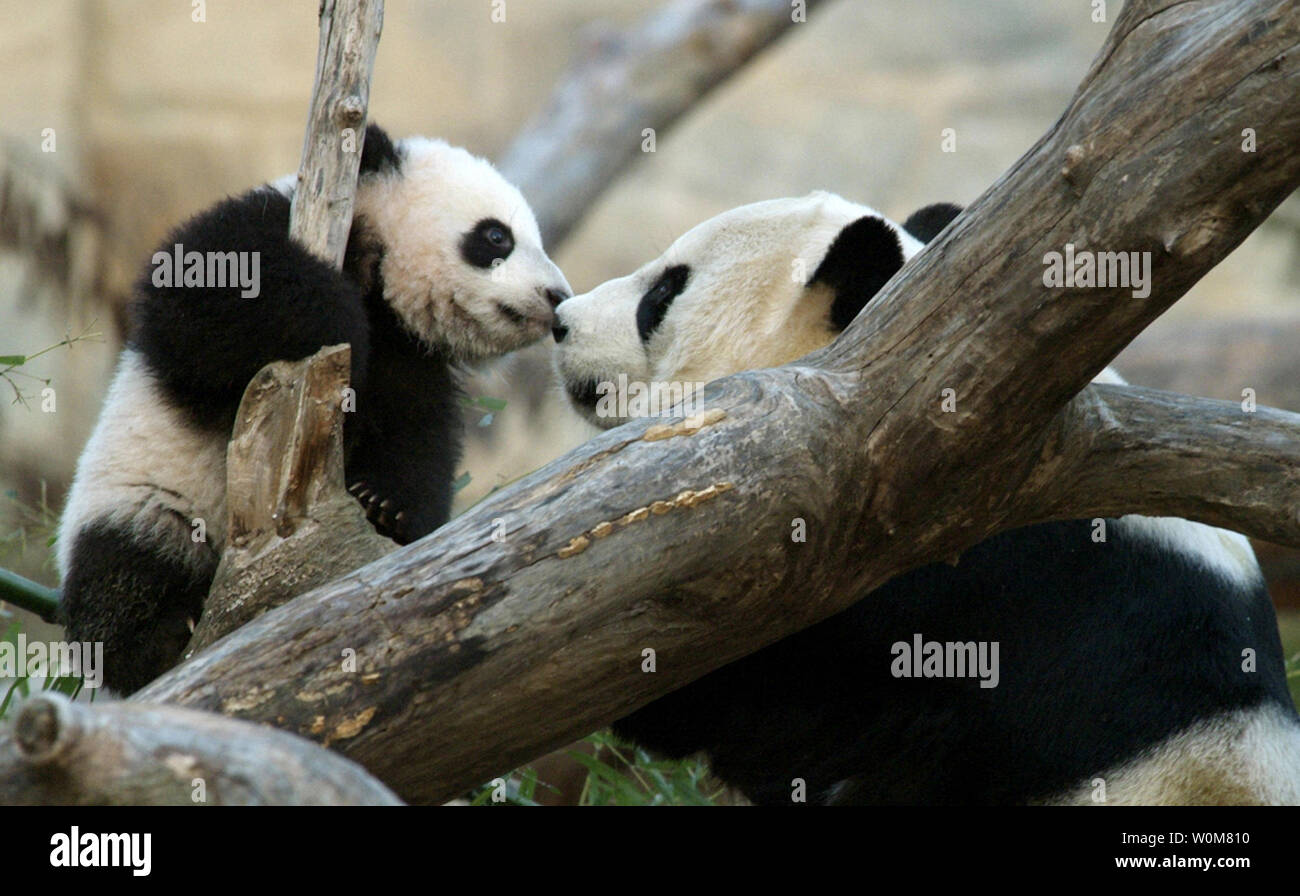 Tai Shan - first surviving giant panda cub born at the National Zoo photo 1