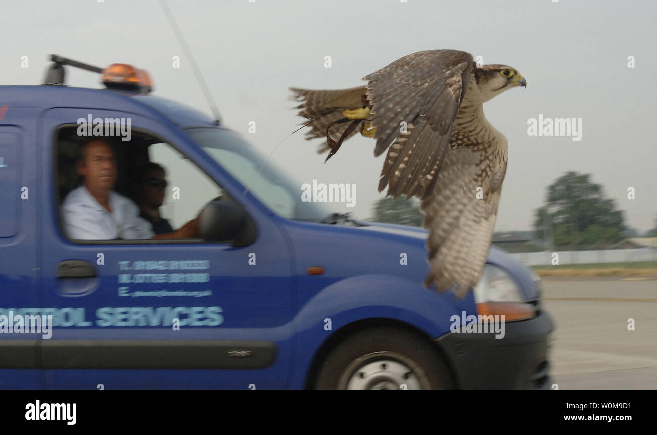 Goldie, a 9-year-old lanner hawk, is launched from a moving van driven by Keith Mutton to chase away unwanted birds at Royal Air Force Mildenhall, England, on July 27, 2006. Mr. Mutton owns and operates Phoenix Bird Control Services, a company which helps the base run its bird aircraft strike hazard program. The aim is to scare away  birds which pose bird strike problems during flight operations. The Moroccan lanner can launch from Mr. Mutton's arm at up to 40 miles per hour to chase away and warded off unwanted birds. (UPI Photo/Lance Cheung/USAF) Stock Photo