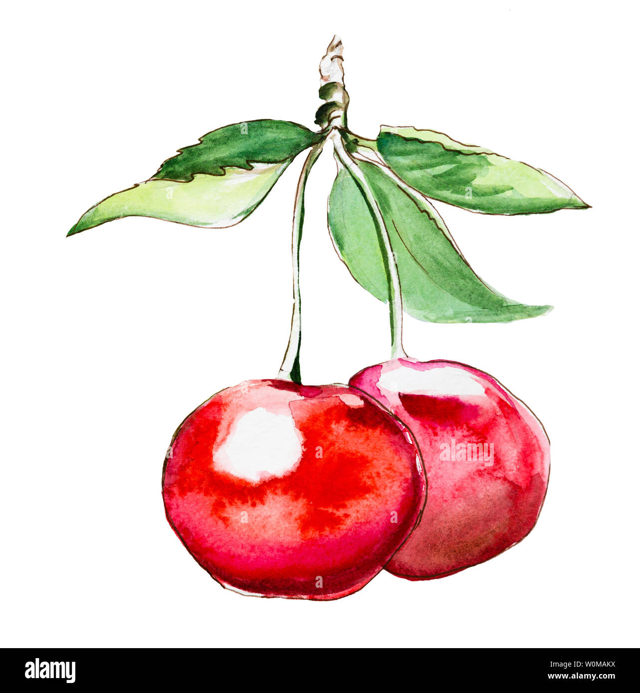 Hand drawn watercolor painting cherry on white background Stock Photo